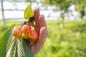 Ripe cherries on a branch with leaves in a female hand. Hands with cherries. Picking cherries and cherries in the garden or on the farm on a warm sunny day. photo