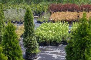 Potted plants are sold at the garden center. Selling plants outdoors. Many varieties of green plants. Flowers, fir, spruce, thuja, apple and other fruit trees. Everything to decorate your garden.