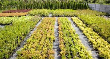 Potted plants are sold at the garden center. Selling plants outdoors. Many varieties of green plants. Flowers, fir, spruce, thuja, apple and other fruit trees. Everything to decorate your garden. photo