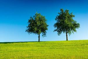 Two trees in a green field with a clear blue sky in the background photo