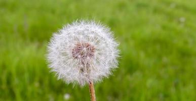 Close-up of white dandelion flower on blurred green grass background. Fluffy white seeds. Floral flower. Copy space. photo
