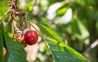 Ripe red and sweet cherry berries hanging from a tree branch before harvest in early summer. A tree with delicious and juicy dark red bird cherry fruits hanging from a tree branch. photo