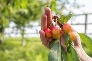Ripe cherries on a branch with leaves in a female hand. Hands with cherries. Picking cherries and cherries in the garden or on the farm on a warm sunny day. photo
