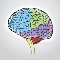 Brain strokes that divide different parts with different colors. vector