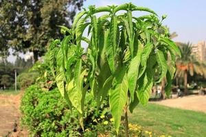 tree with a big leaves in the garden photo