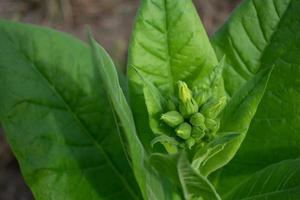 Opening green buds of tobacco flowers. photo