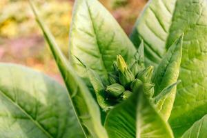 tabaco floreciente, brotes verdes entre hojas verdes. foto