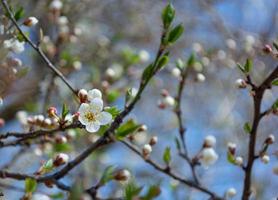 Spring flowering plum, cherry plum photo