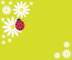 beautiful background of white daisies and ladybug vector