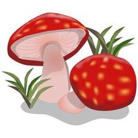 Mushroom Vector Illustration