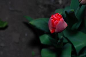 un capullo de tulipán rojo fresco que acaba de florecer. foto