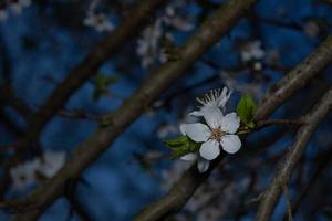 Plum blossom on a branch in a night garden on a dark blurry beautiful background. photo