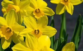 narcisos amarillos en primavera foto