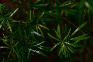 Asparagus falcatus houseplant in the dark. photo