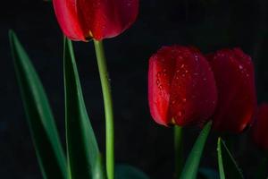 Red tulips on a black, dark background. photo