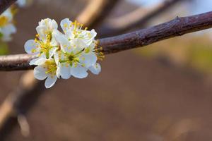 Flowering fruit trees. Branch with plum flowers. photo