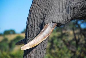 An elephant tusk photo