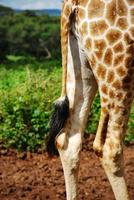 One girafe, Africa