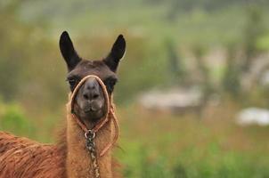 a llama, Ecuador photo