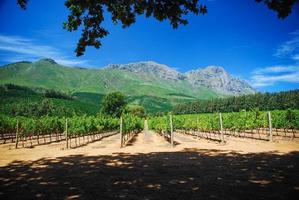 Vineyard in South Africa photo