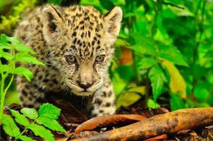 A young jaguar in the grass photo