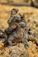 Marine Iguana, Ecuador photo