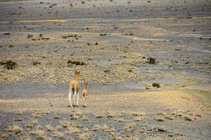 Wildlife at the Chimborazo Wildlife Reserve in Ecuador photo