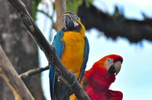 A pair of parrots photo