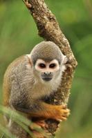 lindo mono ardilla en un árbol