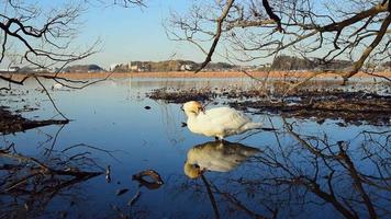 video di un cigno che nuota in un lago