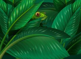 rana escondida en el fondo de hojas tropicales