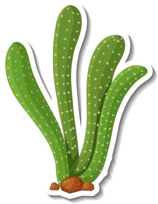 Saguaro cactus plant on white background