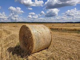 Harvesting in a rye field. Rye in a large roll. photo