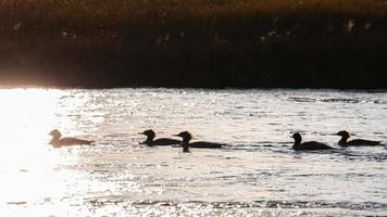 Silhouetted floating ducks on water surface with sunlight. photo