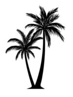 Palm tree silhouette detail illustration black and white vector