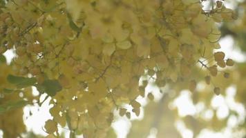 Hermoso ramo de flores amarillas se balancean bajo la luz del sol por la mañana. video