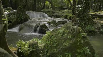 frescor do fluxo de água que flui sobre as rochas por meio de plantas verdes na floresta tropical durante o verão. video
