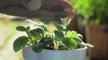 Nahaufnahme von Hand, die junge Pflanzen in einem weißen kleinen Keramiktopf unter Sonnenlicht am Morgen zu Hause gießt. video