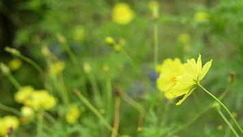 lindas flores amarelas do cosmos estão florescendo sob a luz do sol no campo durante o verão. video