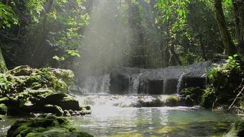 increíble luz del sol de la mañana brillando hasta un estanque natural con vapor en la jungla. video