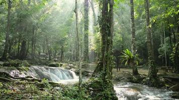 Wonderful fresh water rapid flows from cascade among green plants under sunlight in tropical forest.