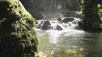 sötvattenforsar rinner ut i den naturliga dammen under solsken i djungeln. video