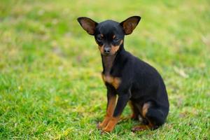 a young chihuahua photo