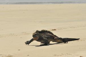 Marine Iguana, Galapagos Ecuador photo