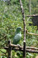 A green parrot photo