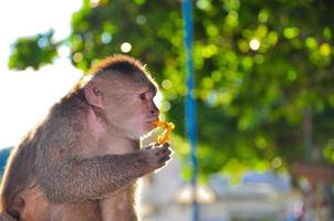 un mono capuchino comiendo papaya foto