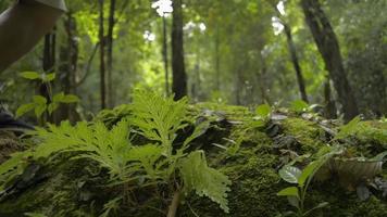 Cierre las plantas verdes que crecen en las rocas cubiertas de musgo con un hombre caminando en la selva tropical. video