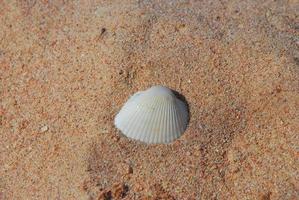 white shell on the beach photo