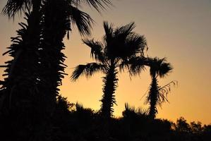 palma al atardecer foto