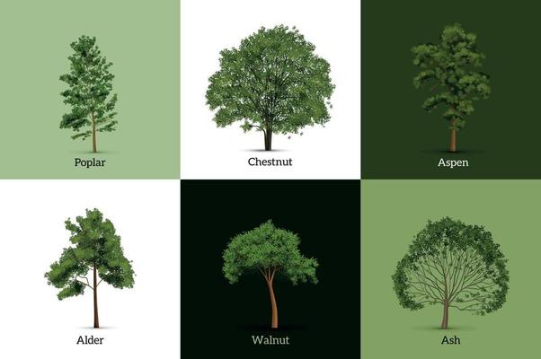 Realistic Trees Design Concept